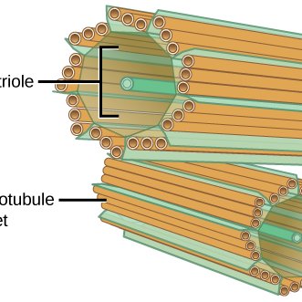 VOTE FOR THE BEST FUTURE PRESIDENT OF ALL CELL ORGANELLES!!  #cellcontrol