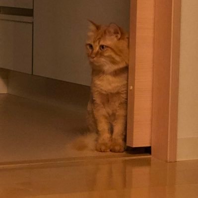 Takato09241's profile picture. 民間で船舶調理師になりたい人です。