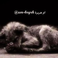 ام هريرة um-hryrh@⚖️ (@umhryrh) Twitter profile photo