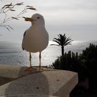 MARI Pierre (@pierrepimari) 's Twitter Profile