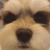 Binsheng Liu (@binshengliu) Twitter profile photo