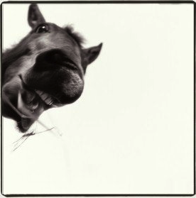 Room for Horse is a collective of design, architecture & living life with pure design at the core. Join us.