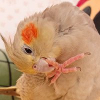 🐥🐥🐥(ちー) (@chitose_torisan) 's Twitter Profile