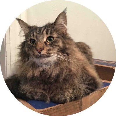 HuskyFerlin's profile picture. Hello friend. Is there some chow?