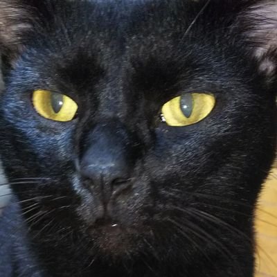 puckpotato's profile picture. 我が家の8ﾆｬﾝｽﾞが可愛いだけを発信‼️　　　2019/04/02生まれのｻﾊﾞｼﾛのﾎﾟﾝ太♂ﾐﾐ♀、黒猫のten♂ﾍﾟﾛ♀の４兄妹❕
2020/03/25(推定)生まれの黒猫ﾏﾙ♀ﾀﾏ♀姉妹❕
2023/07/21(推定)生まれの黒猫ｼﾞｼ♂✨
2025/07/07(推定)生まれのｼｬﾑMIXﾊﾁ♂❽