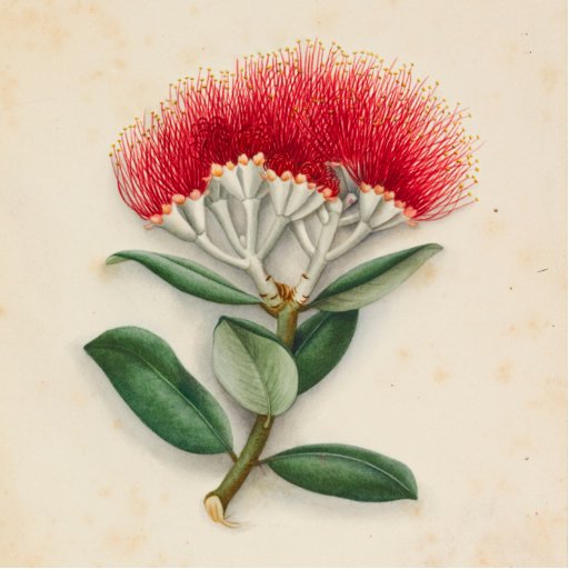 meaningoftrees's profile picture. Exploring the history and use of New Zealand's native plants.