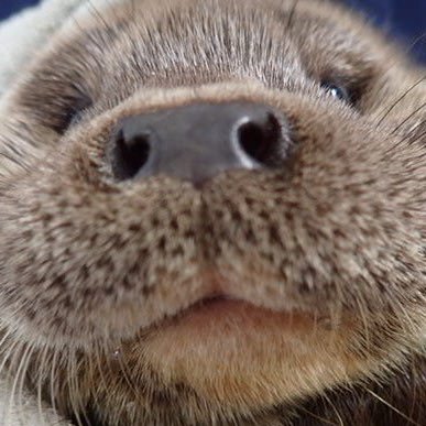 保護犬猫、フレンチブル、書道、多肉植物（特にオブツーサ✨）、観葉植物（特にビカクシダ🦇）が好きです🥰

#保護犬を家族に
#我が家のワンコ:保護犬の銀とチワワのチロ#トリマー特訓#いつか書家に