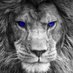 Lions Tv (@tv_lions) Twitter profile photo