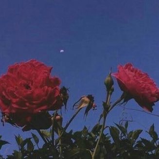 dailyOofs's profile picture. just, life