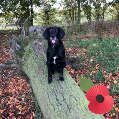 I am a retired police dog. I was very good at finding drugs, money and naughty guns. I am 7/12 and a Springerdor. I used to work for North Yorkshire.