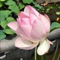 たて (@kid1945) 's Twitter Profile