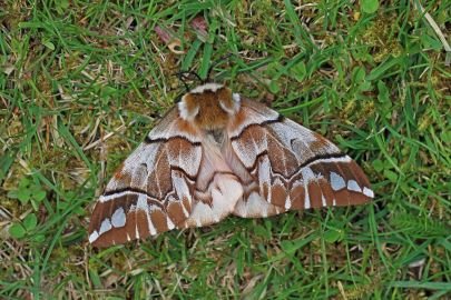 Fife County Moth Recorder, birder and general naturalist, world traveller, taker of photos, road cyclist, gin enthusiast