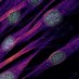 Centre for Microscopy and Cellular Imaging (@CMCI_Concordia) Twitter profile photo