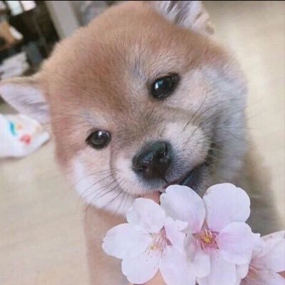 RakimSuspension's profile picture. Acc got suspended for a week - Rakim