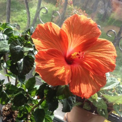 aytenaliye's profile picture. 