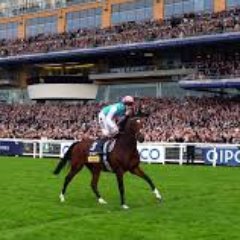 Horseracing and sports punter by trade. BSP 900pts profit in last 5 years