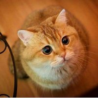 Feride Kale (@kale_feride60) Twitter profile photo