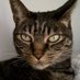Maid of Cats (@lowlynx) Twitter profile photo Maid of Cats (@lowlynx) Twitter profile photo
