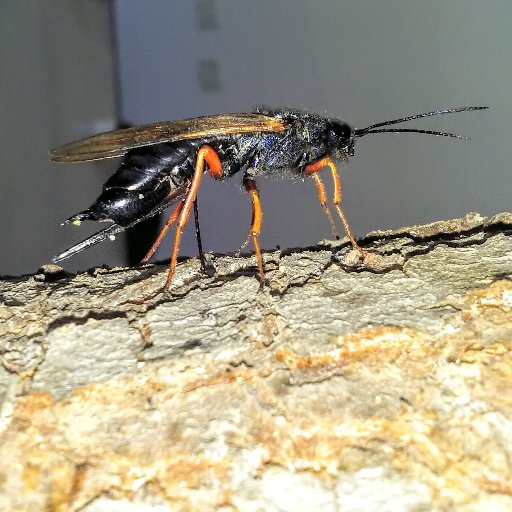 JoseVillacide's profile picture. Ecologia aplicada al manejo de plagas