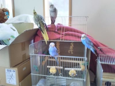 ws99116147's profile picture. クラン対戦重視クラン。
対戦積極的で、旧トロ66以上か天界17、トロ90の方、加入予約者含め常時募集です。満たない方は加入お断りさせて頂きます。満員でも空き作れるかもなのでお声掛け下さい
その際、プロフィのタグ見せて下さい