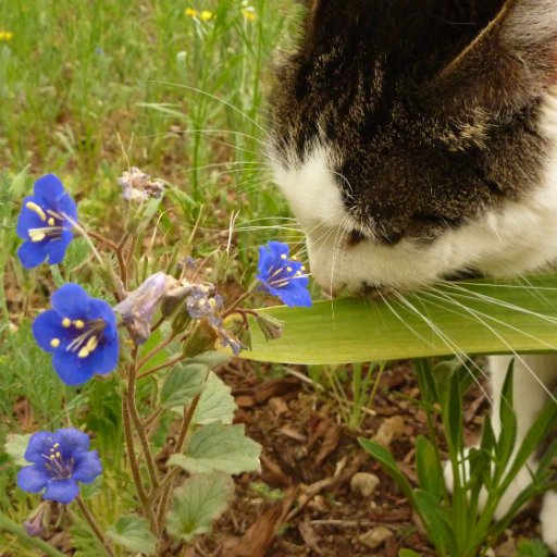 GleaningSage's profile picture. Growing wisdom in finance, gardening, wilderness, and self-knowledge