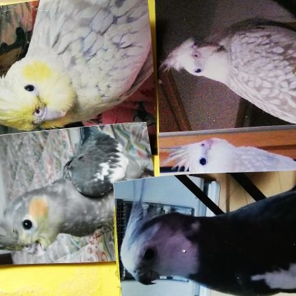 H30.4／26オカメインコ8羽を逃　　　　　　がしてしまい未だに情報が入ってこず、残された子達が寂しがってます。ノーマルおす(アンデス)　ホワイトフェイスパールめす(しんじゅ·バッカス·えがお3羽)　
イエローチーク·シナモン·パイドティエ)1羽
ホワイトフェイス、こと·あられ·おんぷ(おす3羽)