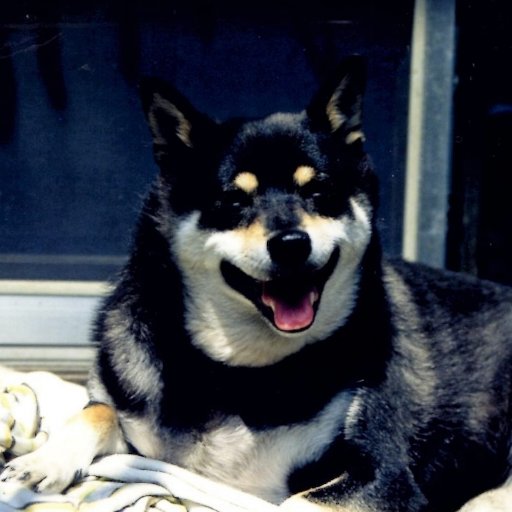 norikoks11's profile picture. 株もパソコンも初めて間もないので、なかなかツイートができません。勝手にポチっと、
いいね！押させてもらっておりますが、よろしくお願いします。m(__)m