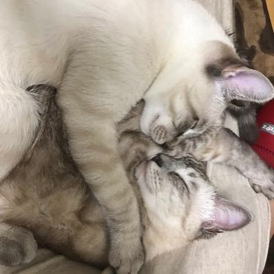 はじめまして(^-^)$€¥中心でFX取引してます。 愛猫の絆さんと騎士さんを激愛する猫BBA、料理が好きな主婦です。 絡みは得意ではないので基本無言。ご挨拶無で失礼します。 出会い、勧誘不要。 相場についての意見も求めませんm(_ _