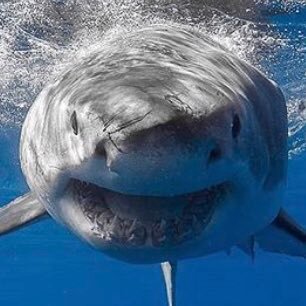KutashLea's profile picture. Blessed by God in all things. shark advocate 🦈❤️love the beach and nature. BIGGEST Patriots fan! 🏈