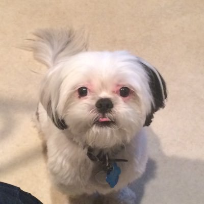 Falkor ... I mean Pokey Roo the Luck Shih Tzu!