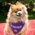 Bark For Life Stillwater (@bflstillwater) Twitter profile photo Bark For Life Stillwater (@bflstillwater) Twitter profile photo