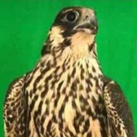 ابن صنيدح (@2kxnppe5lhrumwc) 's Twitter Profile