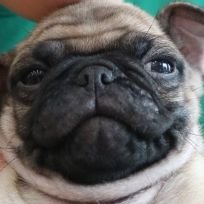 たけしと