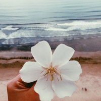 أسماء عبد اللطيف العنيزي (@asomialonaizi) 's Twitter Profile Photo