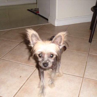 cristia01671653's profile picture. je suis Cristian de la légion étrangère