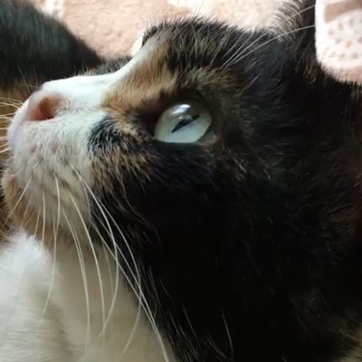 みけねこ 今日の三毛猫 ネコ ねこ しっぽでお返事 しっぽでお返事してるにゃん