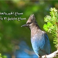 حضرمي (@0kryyi0ra7svwsf) 's Twitter Profile
