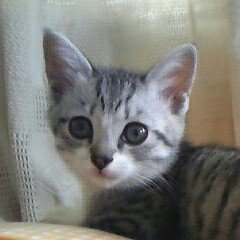 猫話、スポーツ観戦、日常のあれこれ雑多に呟いております。実況している時はうるさくなります、すみません。 🐱猫の名前はクーニャン♀です🎂2013年4月5日 🚗安全運転でイマソラ★傷ついた生き物の姿を投稿する方はブロックさせていただきます❤RT、TL殆ど追えていません🔔中心の交流お許しください