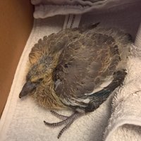 Rambling Fool 🏴󠁧󠁢󠁥󠁮󠁧󠁿 (@ramblinfoxx) 's Twitter Profile