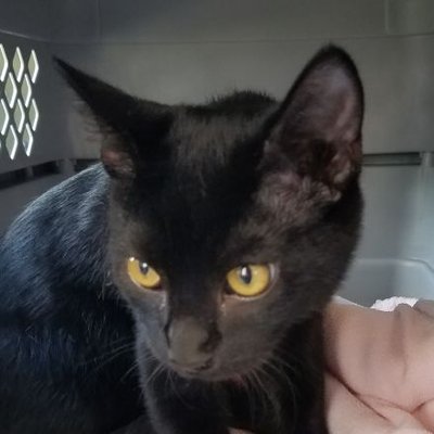 Juan Chat Noir At Juanvato Twitter