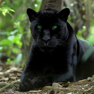 BlackJaguar2017's profile picture. RIP 8/27/2020