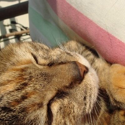 宮崎恵理 Erimiyazaki Twitter