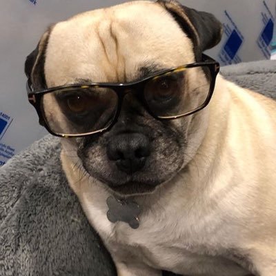 cheapiphones1's profile picture. Hi I giveaway the latest iPhones and iPads for a really cheap price dm me for one.