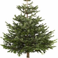 Upstate Trees (@treesupstate) 's Twitter Profile