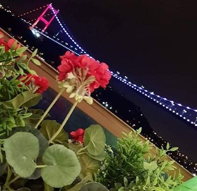 aisha_basar's profile picture. 