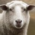Sheep of Wall Street Profile picture