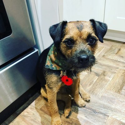 Dog walker based in Sheffield, S11. Offering dog walking and pet care services. Hoomum to Marley, 10 year old Border Terrier. Proud member of the #BTposse 🐾