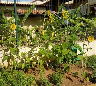 JotaPe61782694's profile picture. Digo o que penso. Pode doer.