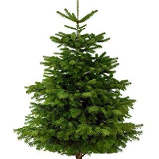 When Christmas comes around, you need a tree. Come to us and find premium trees at great prices 
(delivery service available).