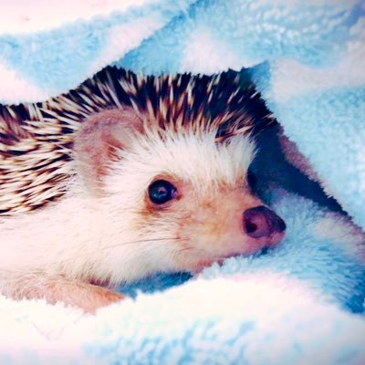 ﾊﾘﾈｽﾞﾐ🦔テテ♀2018.5.9💓 japan×korea ハリ飼いさんと繋がりたい ハリママ1年生 無言フォロー失礼します 前垢からのお迎えいたします